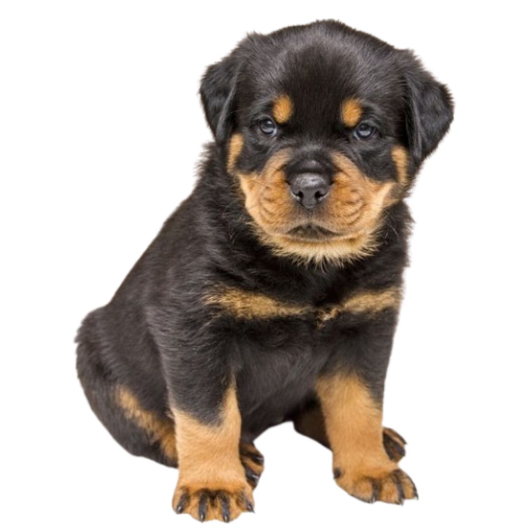  Rottweiler Puppy