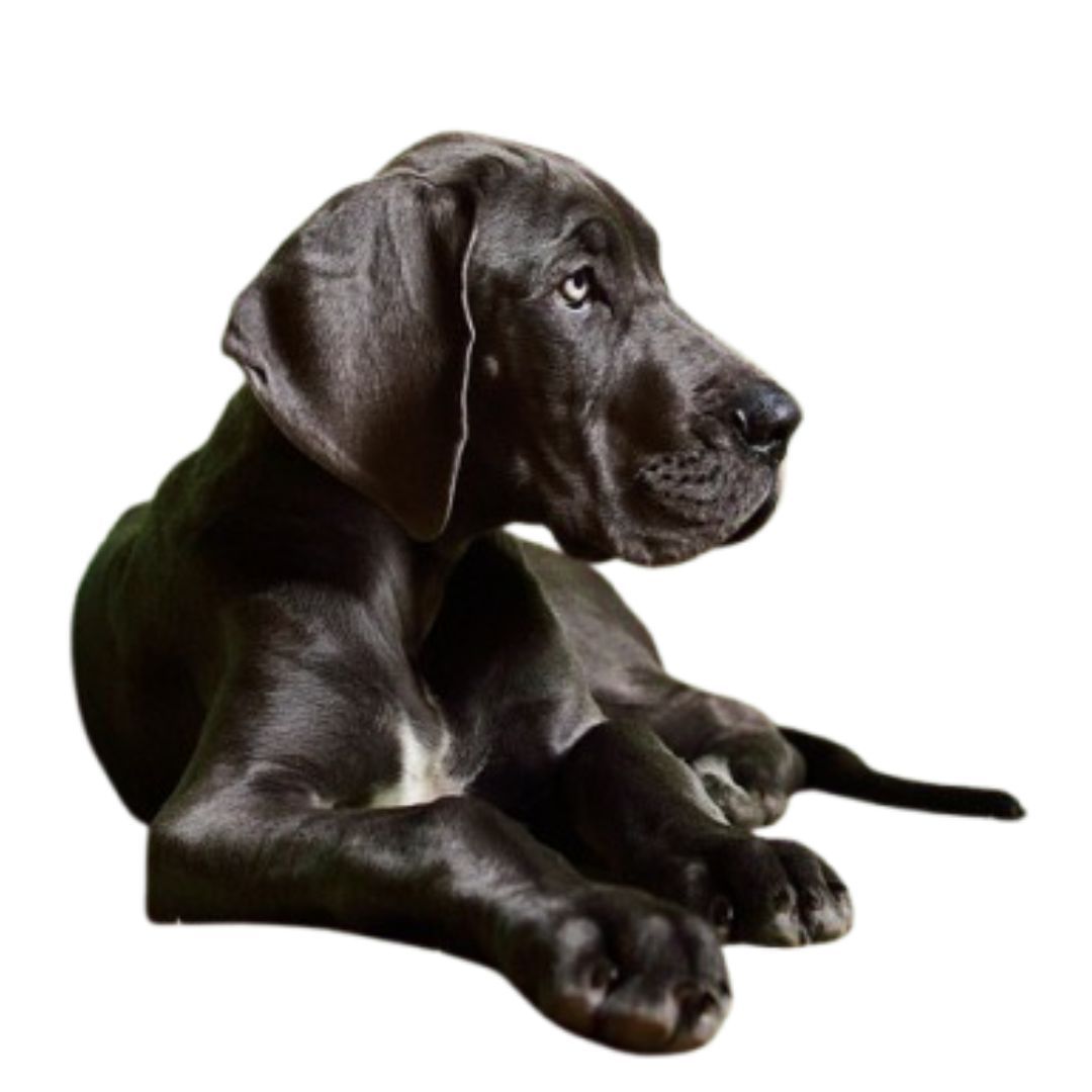 great dane puppy