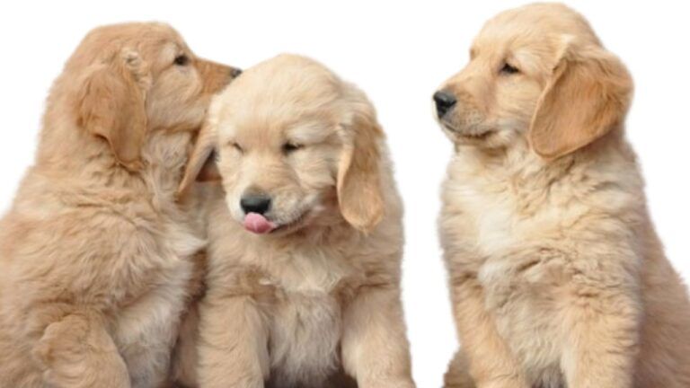 Dog Puppy