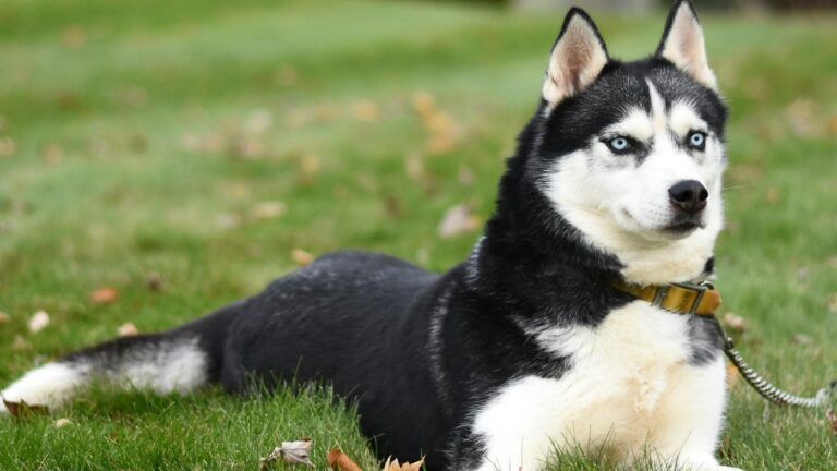 Husky Dog Price - At a price you can afford - Apna Dog