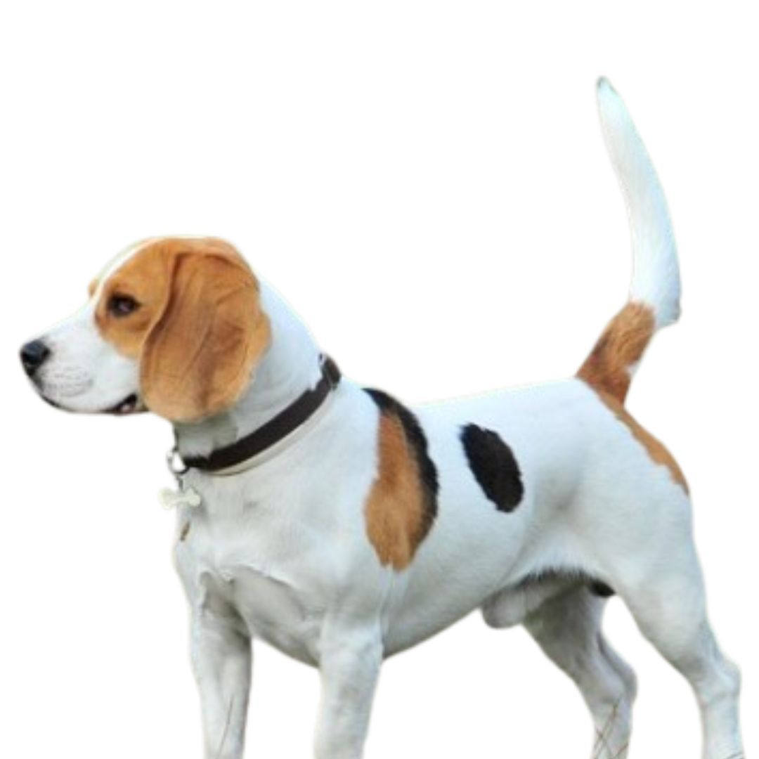 Beagle Dog Price in Pune