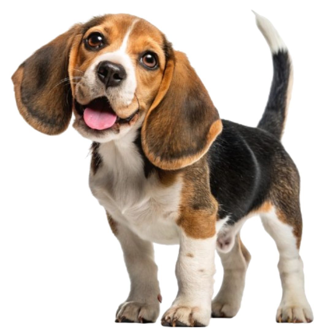Beagle Price in Pune