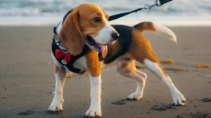Beagle Puppies