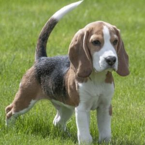 Beagle Puppies For Sale in Pune