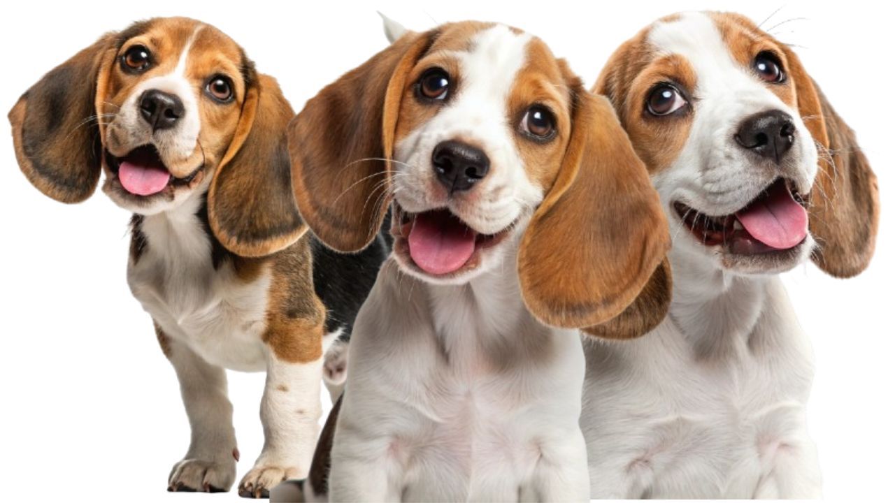 Beagle Puppies Price