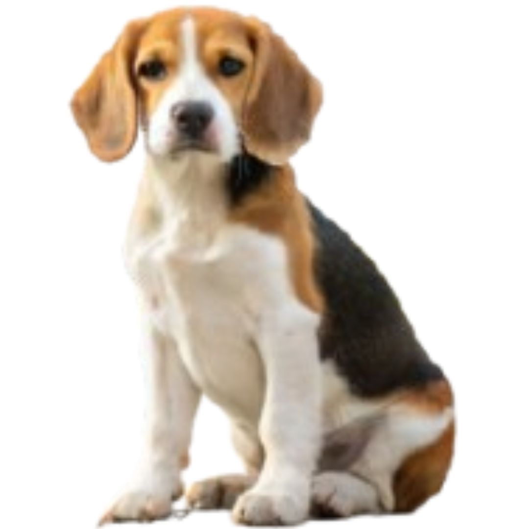 Beagle puppies For Sale in Pune