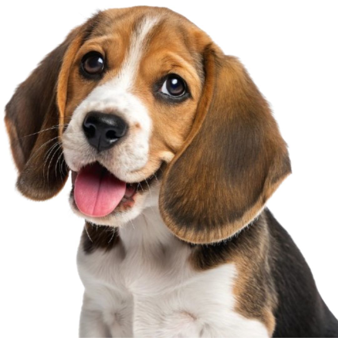 Beagle puppies Price in Pune