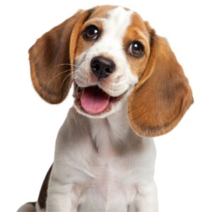 Beagle puppy Price in Pune