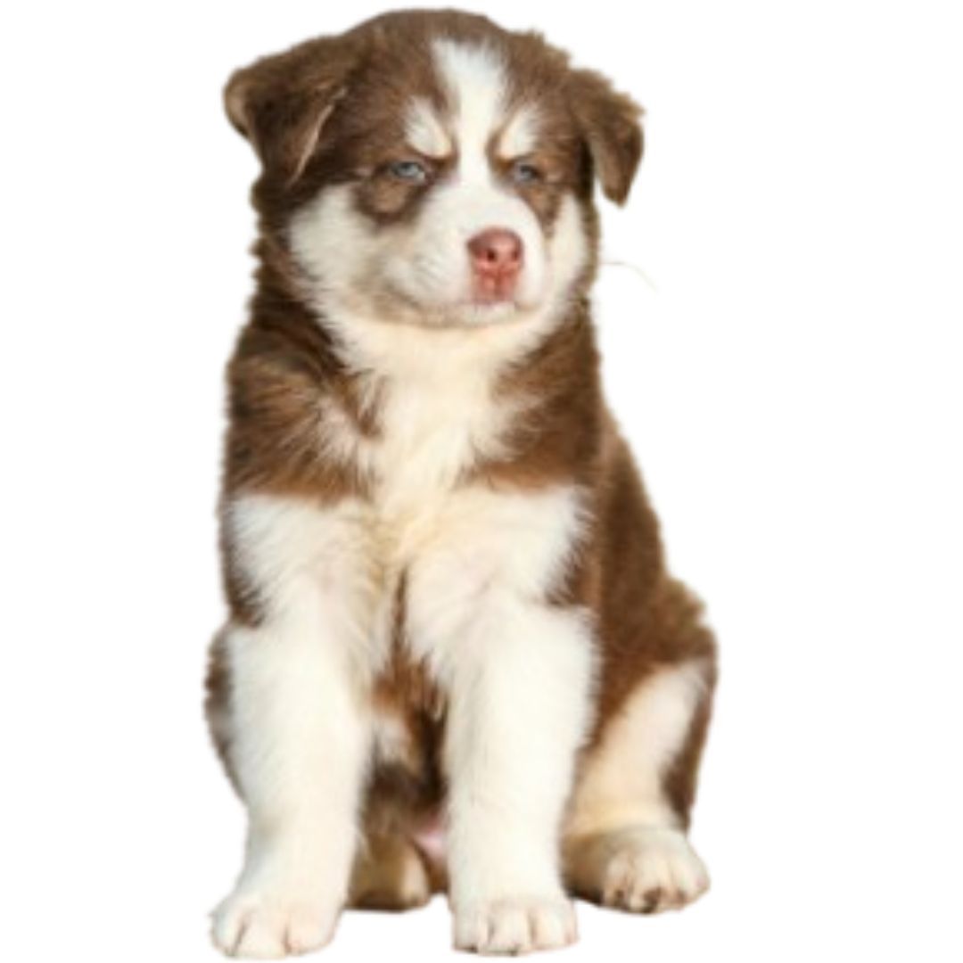 Brown Husky