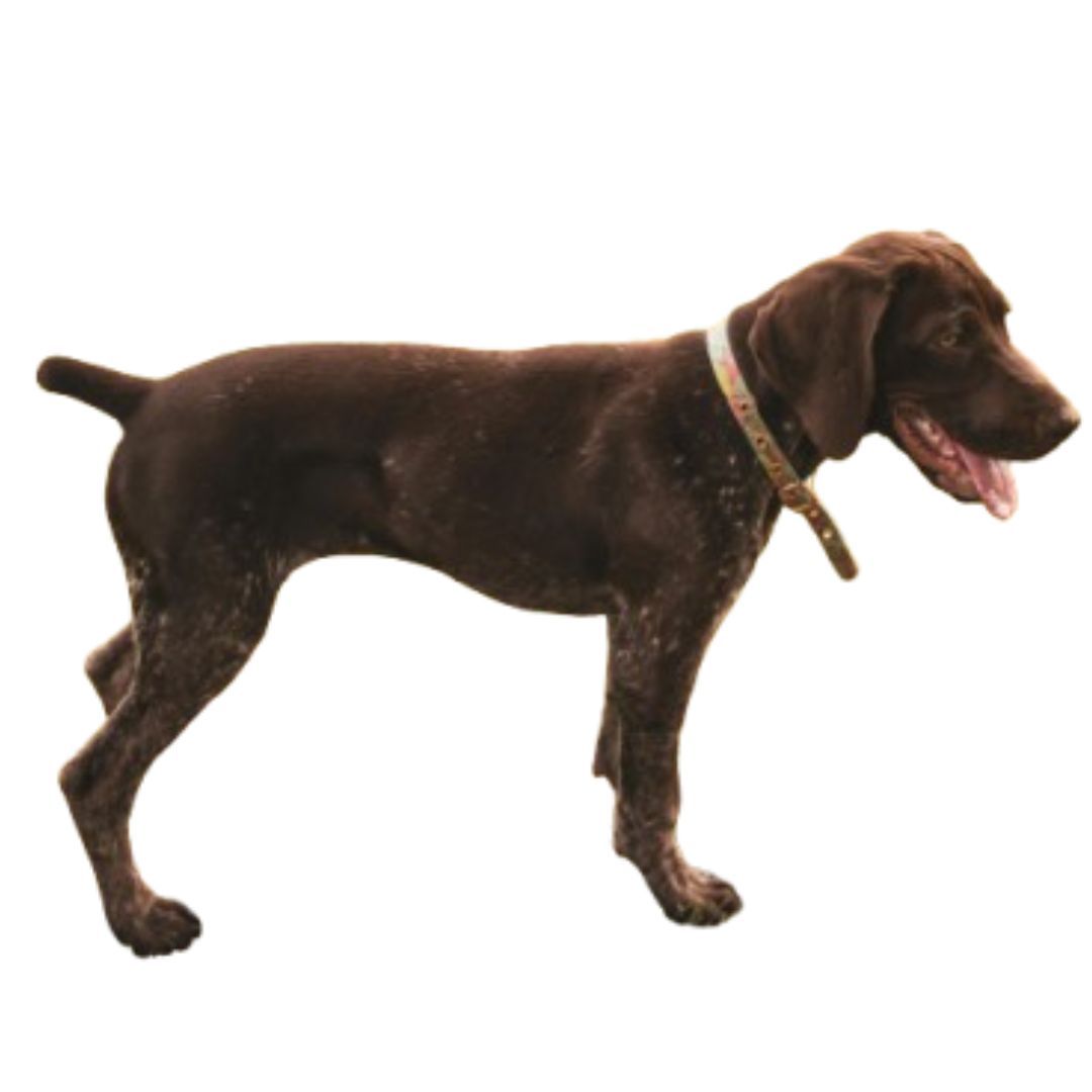 Chocolate Doberman Puppies For Sale in Pune