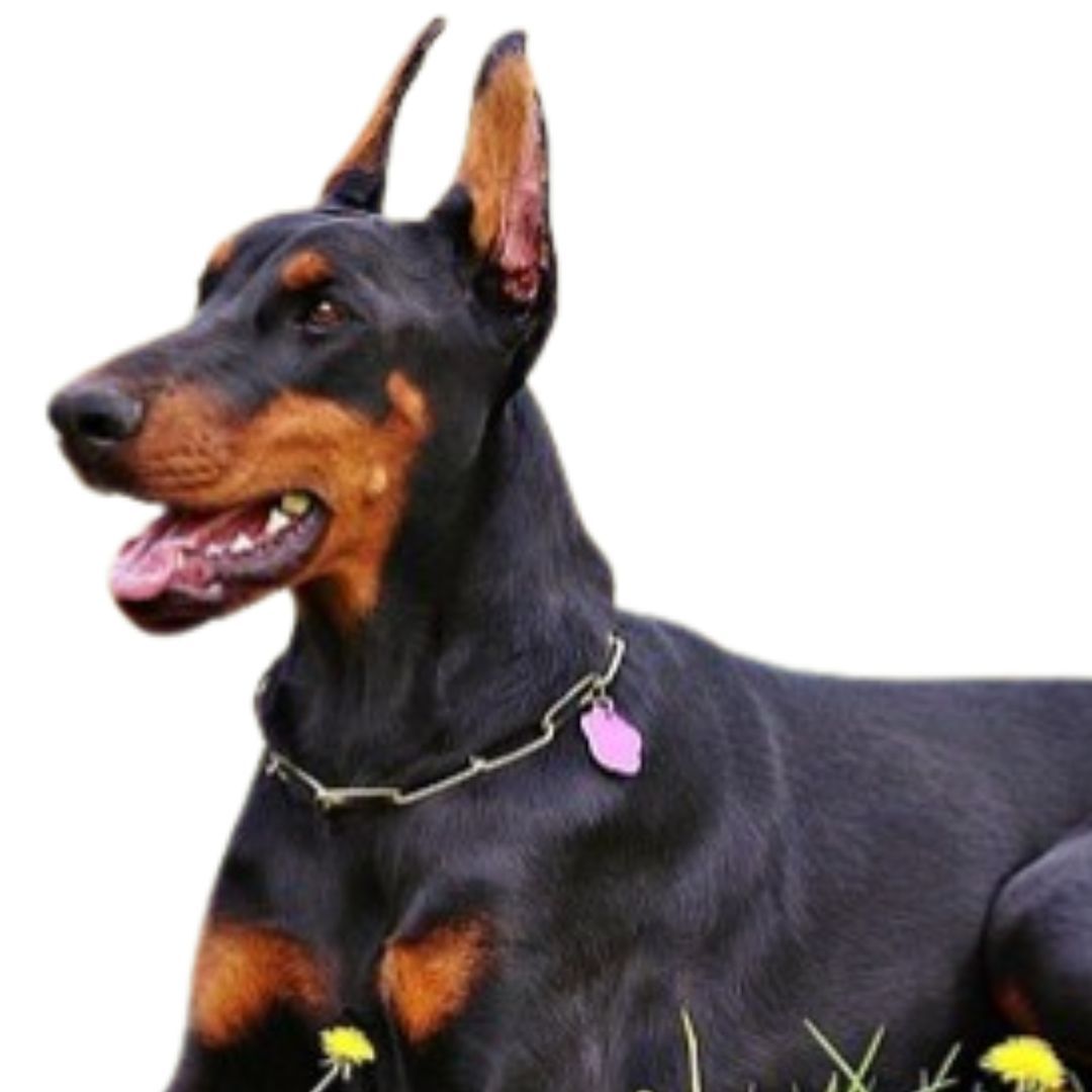 Doberman Dog For Sale in Pune