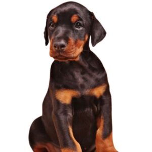 Doberman Puppies For Sale in Pune