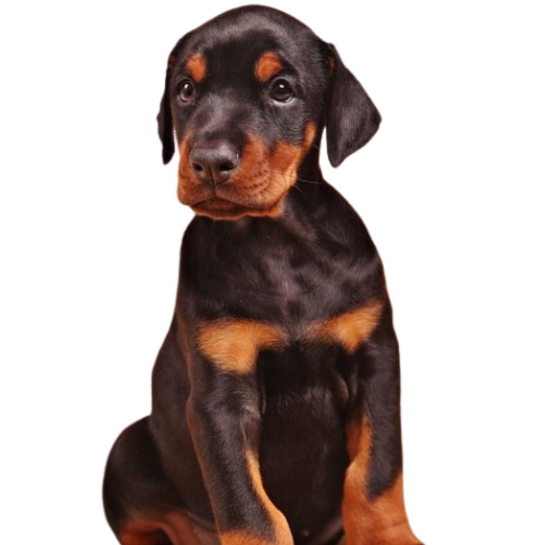 Doberman Puppies For Sale in Pune