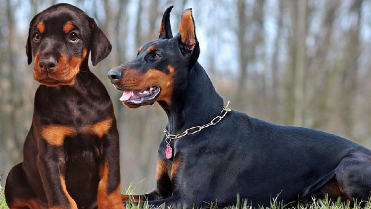 Doberman Puppies