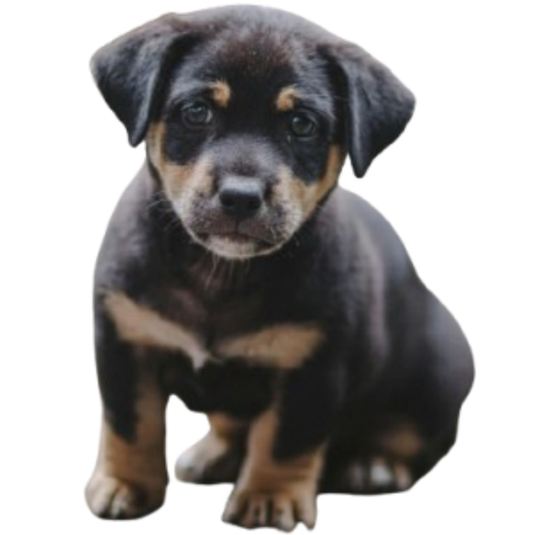 Doberman Puppy For Sale in Pune