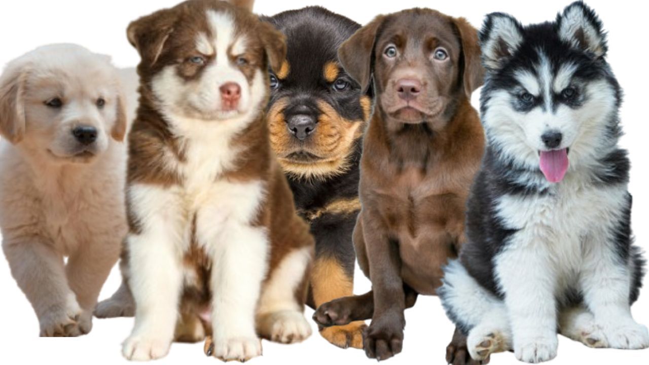 Dogs For Sale
