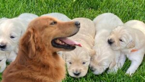 Siberian Husky Puppy Price in Mumbai