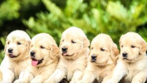 The Golden Retriever Puppy Price You Are Buying Golden Retriever Puppies Price