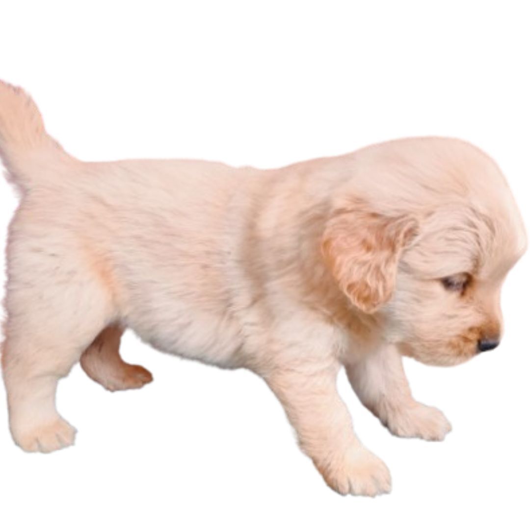 Golden Retriever Puppies Price in pune