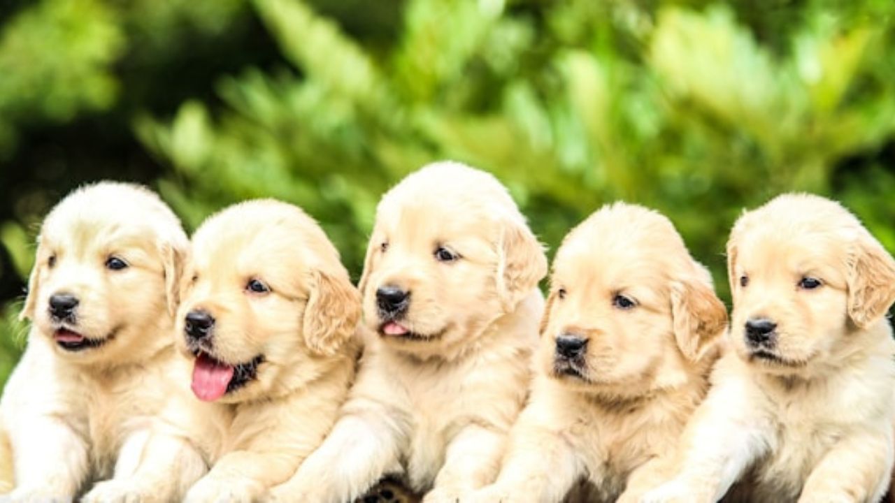 Golden Retriever Puppies Price