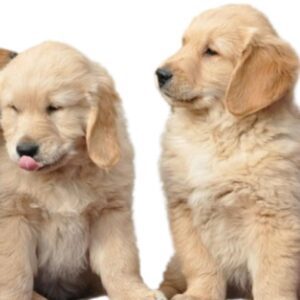Golden Retriever Puppies for sale in Pune