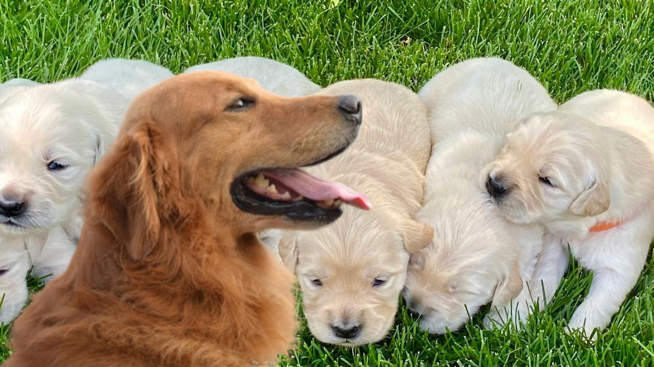 Golden Retriever Puppies for Sale in Mumbai