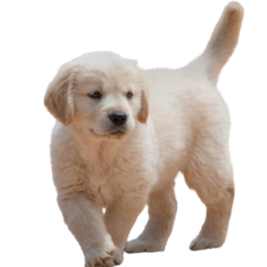Golden Retriever Puppy for sale in Pune