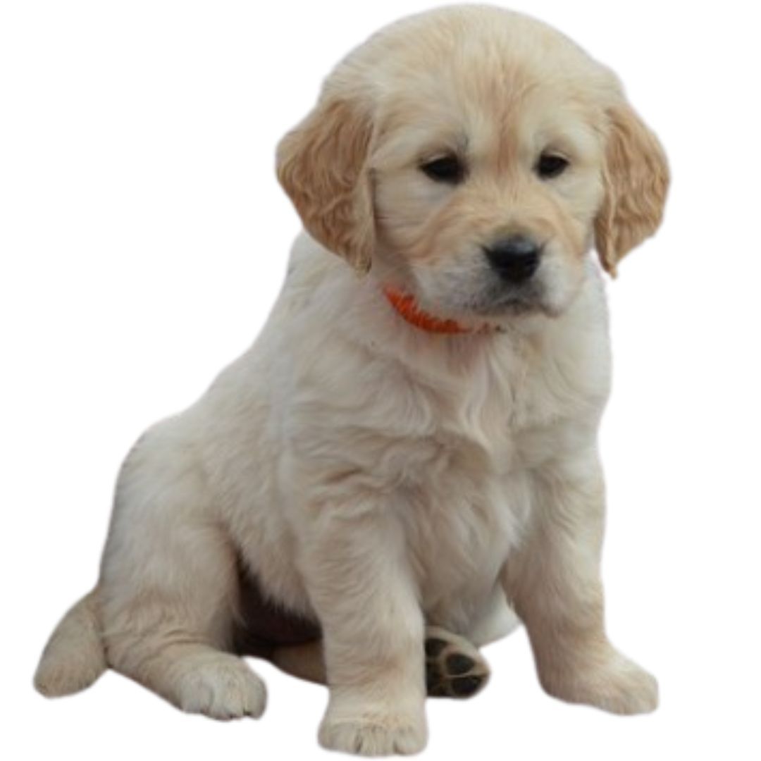 Golden Retriever for sale in Pune