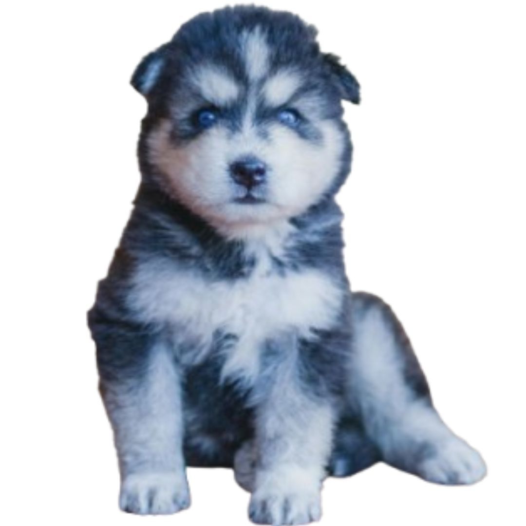 Husky Puppies Price In Pune
