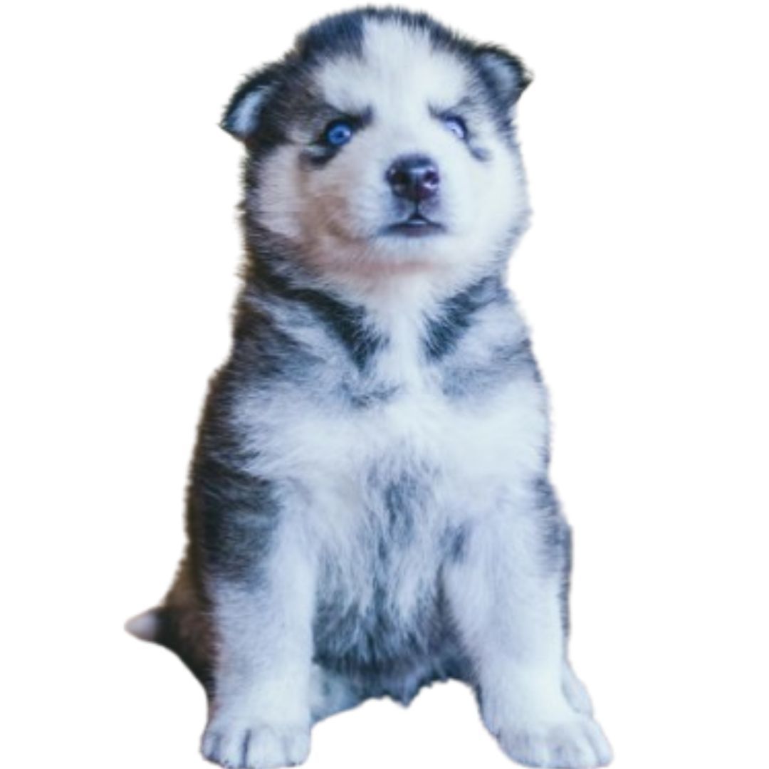 Husky Puppy For Sale in Pune