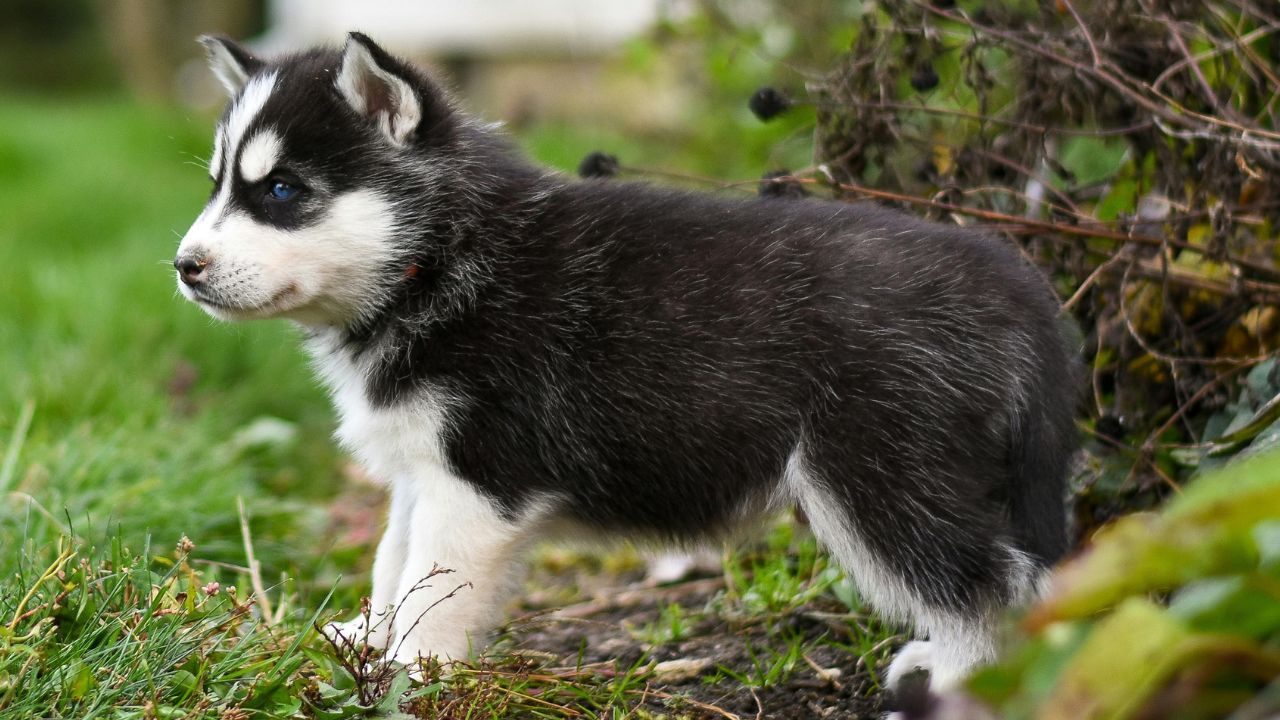Husky Puppy Price