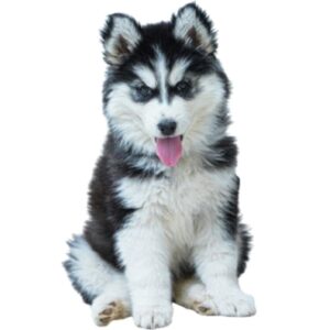 Husky Puppy Price In Pune