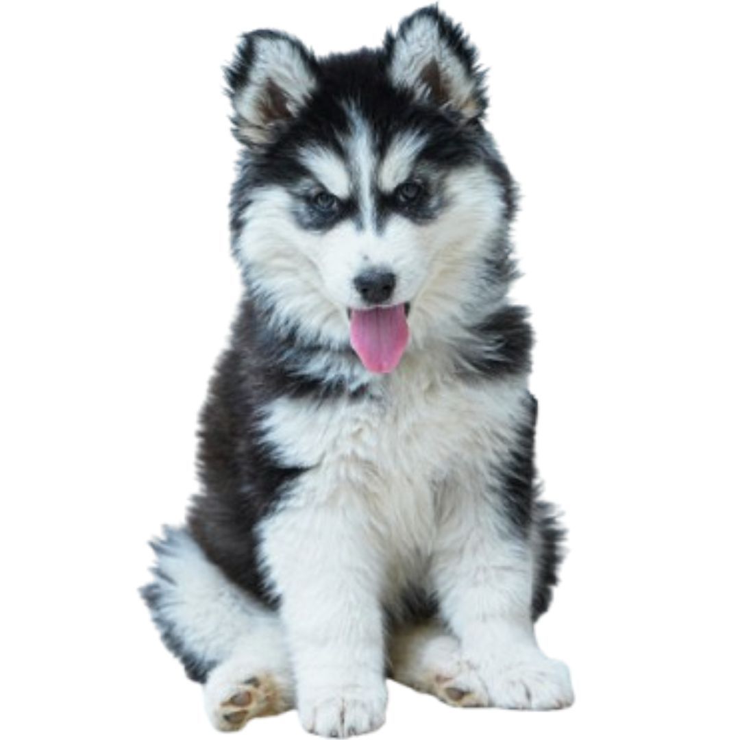 Husky Puppy Price In Pune
