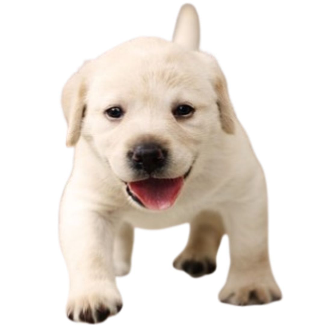 Lab Puppy For Sale in Pune