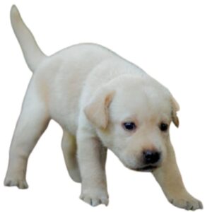 Labrador Puppies For Sale in Pune