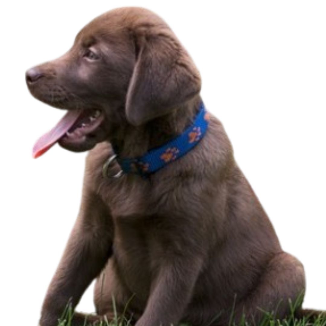 Labrador Puppy For Sale in Pune