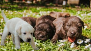 Labrador Retriever Puppies