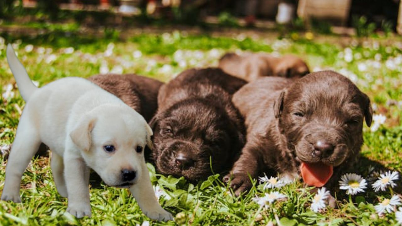 Labrador Retriever Puppies