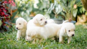 Now In Your Budget, Labrador Retriever Puppy Price - Apna Dog. Labrador Retriever Puppy Price