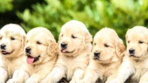 Siberian Husky Puppy Price in Mumbai