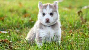 Siberian Husky Puppies