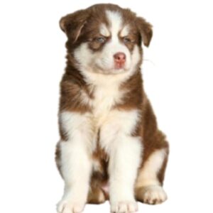 Siberian Husky Puppies For Sale in Pune