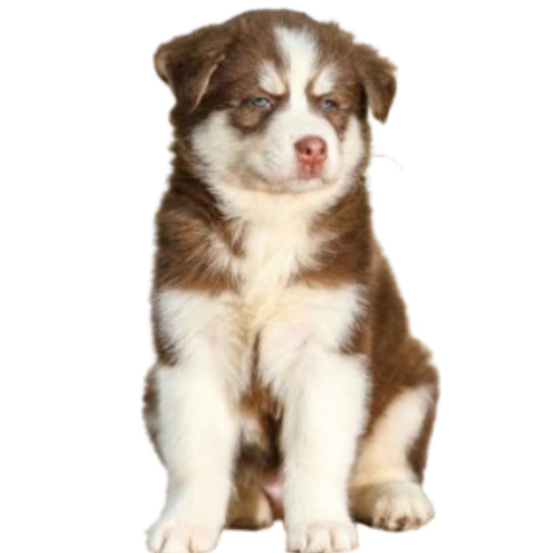 Siberian Husky Puppies For Sale in Pune