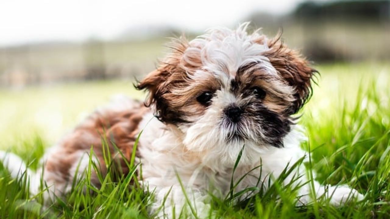 Small Dog Breeds