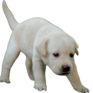 Labrador Retriever Puppy Price in Pune