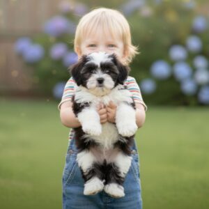 Cute Shih Tzu puppy in Pune available at Apna Dog