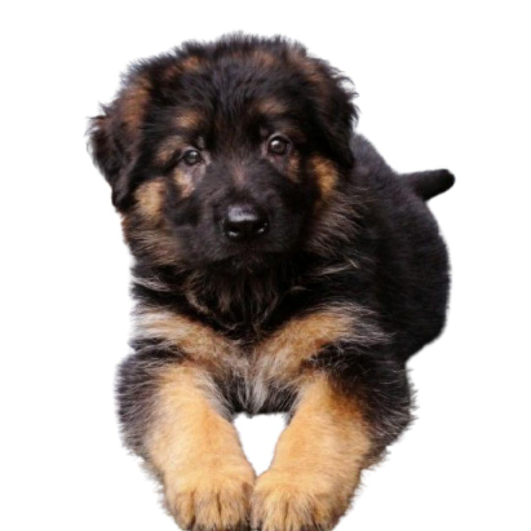 German Shepherd Puppy