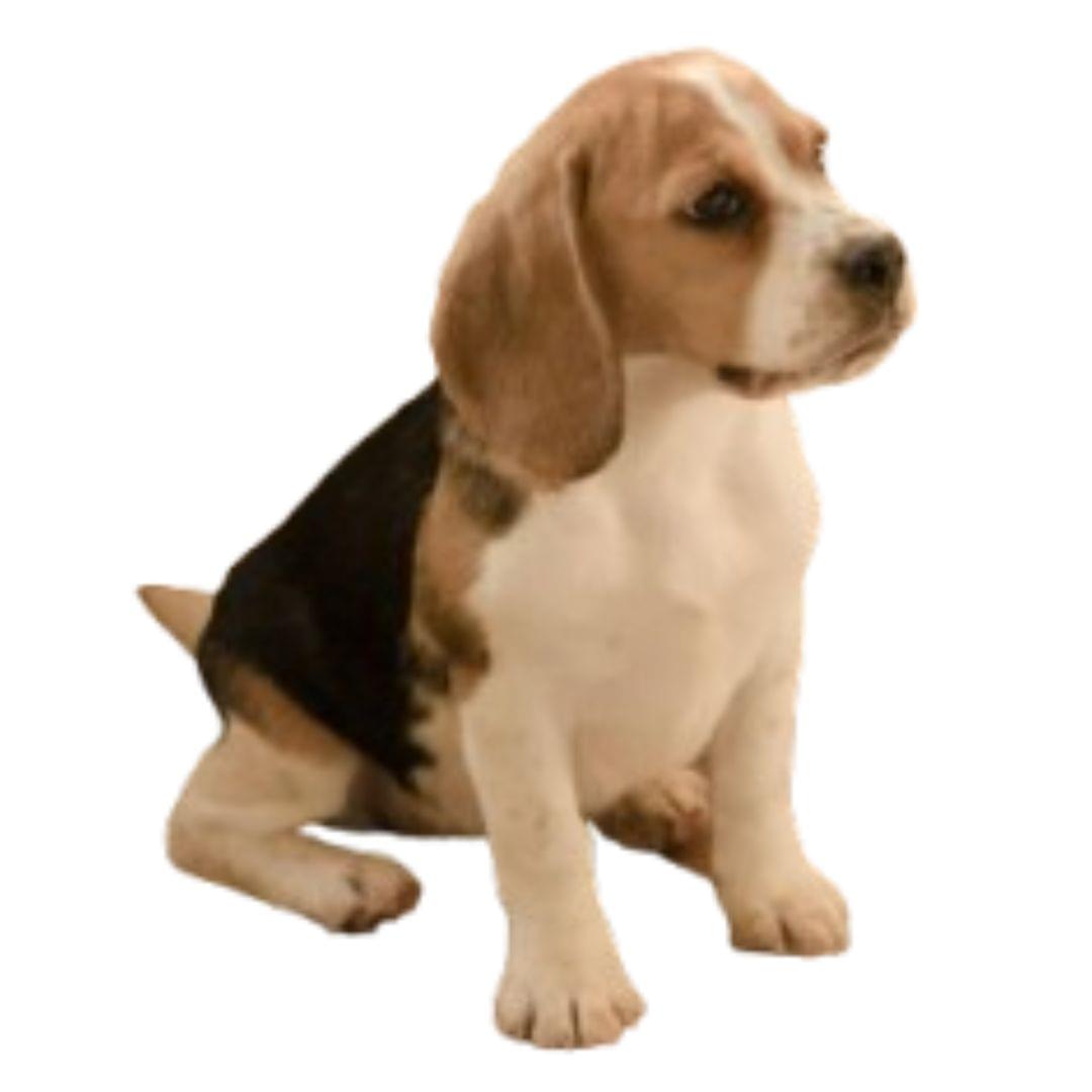 Beagle Puppies