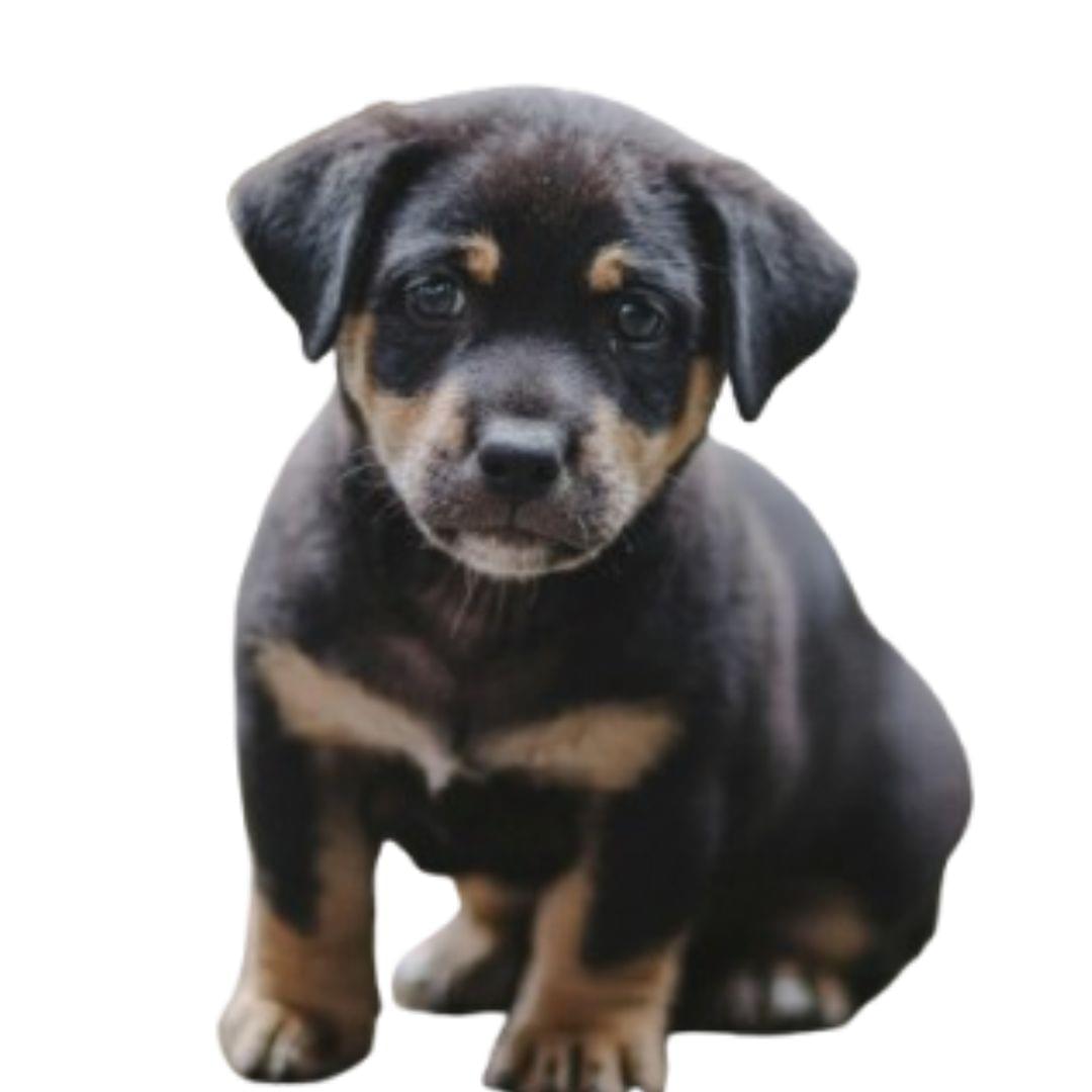  Doberman Puppy