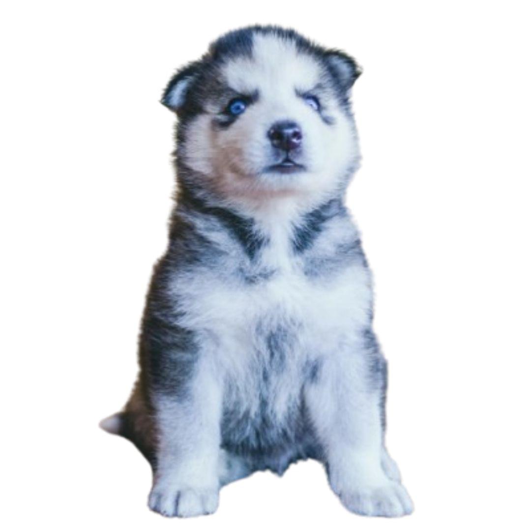 Siberian Husky Puppies